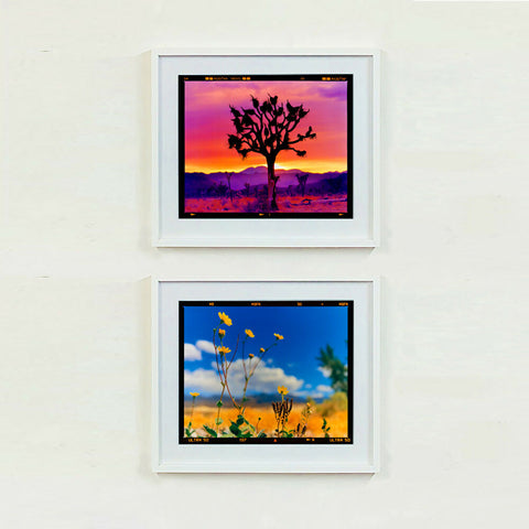 Joshua Tree Landscape Hell's Gate 445 White Frame Pair