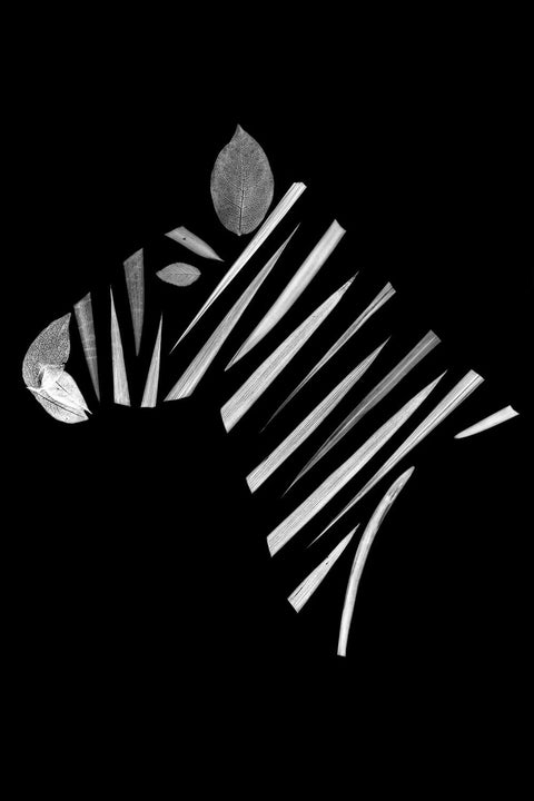 Dazzle
