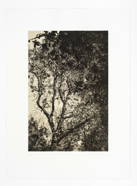 Autumn Light Drypoint Print