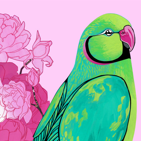 Rose Ringed Parakeets in Pink