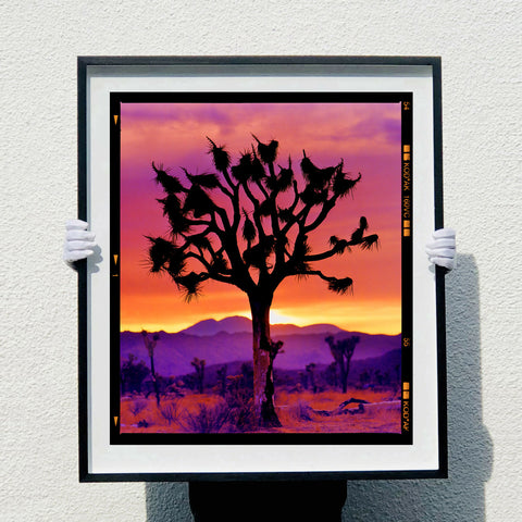 Richard Heeps holding Joshua Tree (Portrait) 970 Black Frame