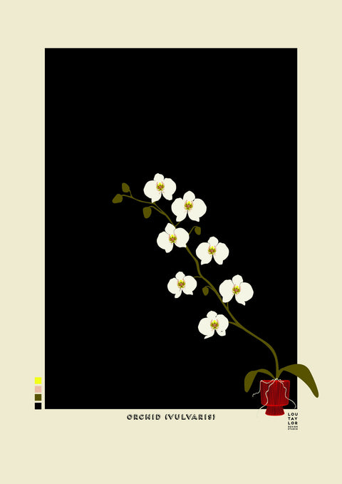 Orchid Vulvaris