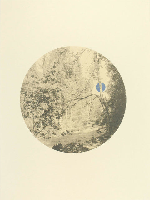 Moonlight Through The Trees