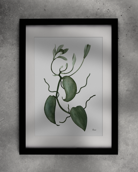 Vanilla planifolia, 2024