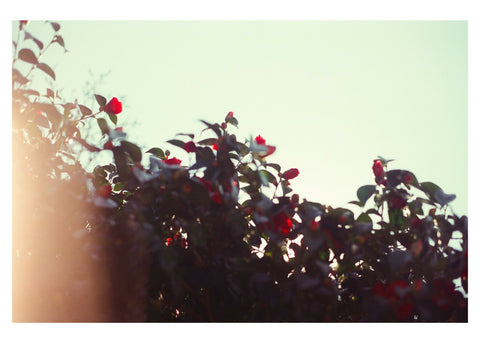 Hazy Flowers