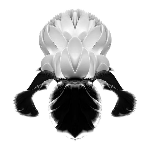 IRIS-02