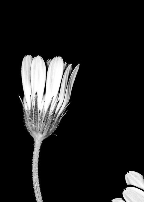 Marigold