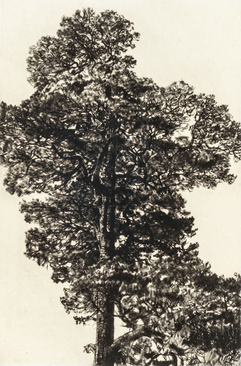 Scots Pine Drypoint Print
