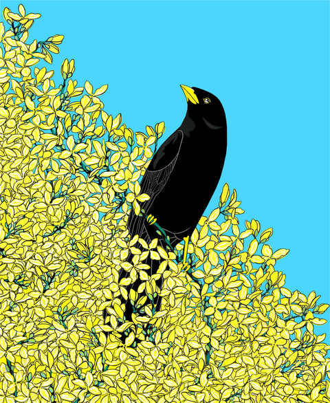 Blackbird and Forsythia