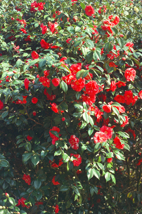 Greenwich Japanese Camellia