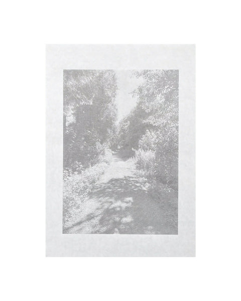 Under the Summer Light