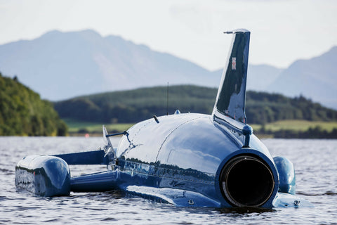 Bluebird Resting