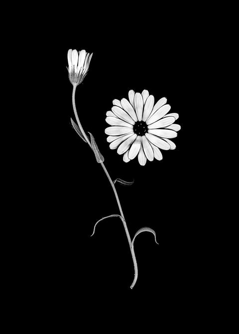 Marigold
