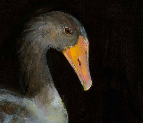 Greylag Goose