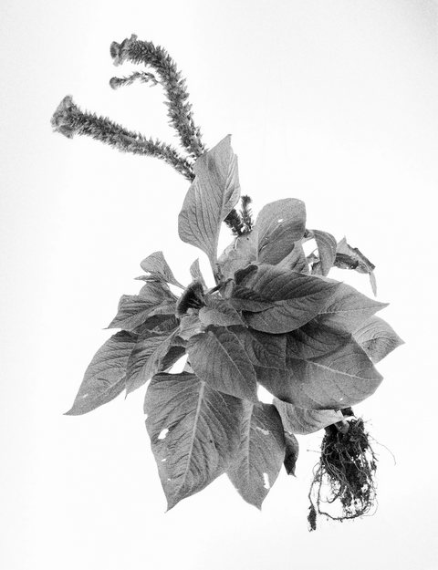 The Silence of Blossom and Root/ V2