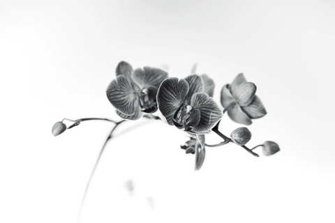 The Silent Majesty of the Orchid/ N1