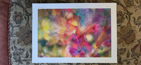 'Harlequin' - Cercis Canadensis Print