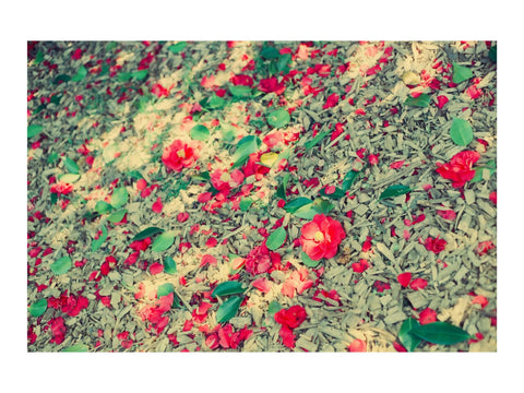 Forest Floor Flowers