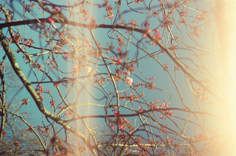 Budding Sakura with Light Leak