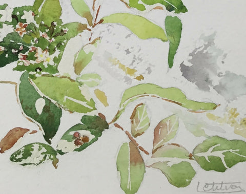 Winter - Winter Jasmine