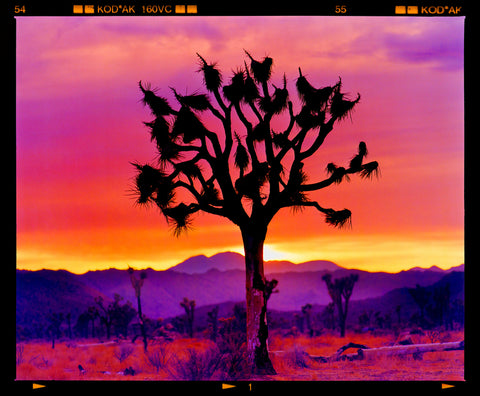 Joshua Tree Landscape, Mojave Desert, California srgb