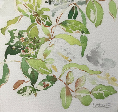 Winter - Winter Jasmine