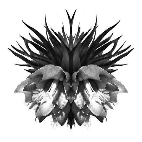 FRITTILARIA-02