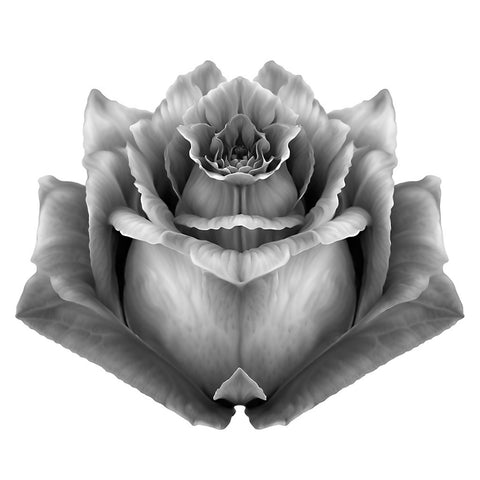 ROSA-02