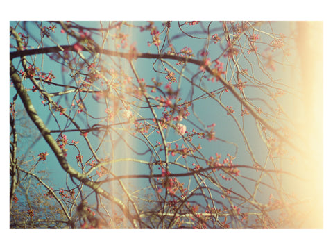 Budding Sakura with Light Leak