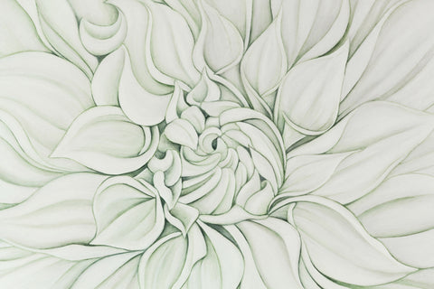 Large White Dahlia on Vert de Gris