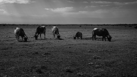 Water Buffalo near Rasht