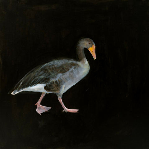 Greylag Goose