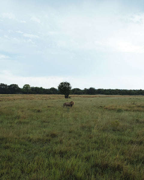 Defending Territory