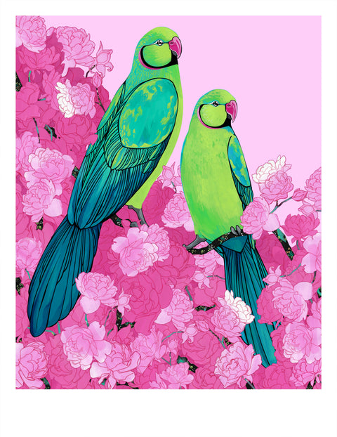 Rose Ringed Parakeets in Pink