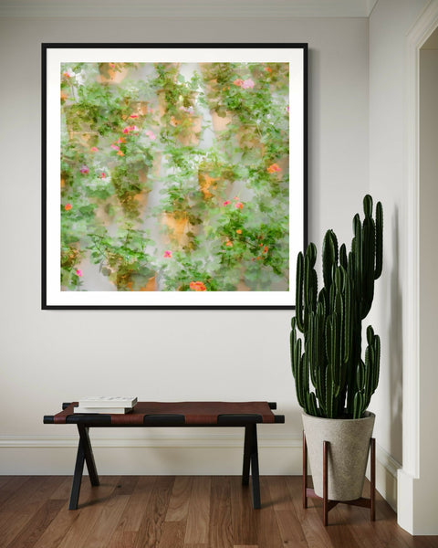 Geraniums