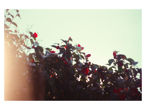 Hazy Flowers