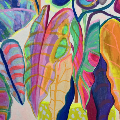 Alocasia Revelation