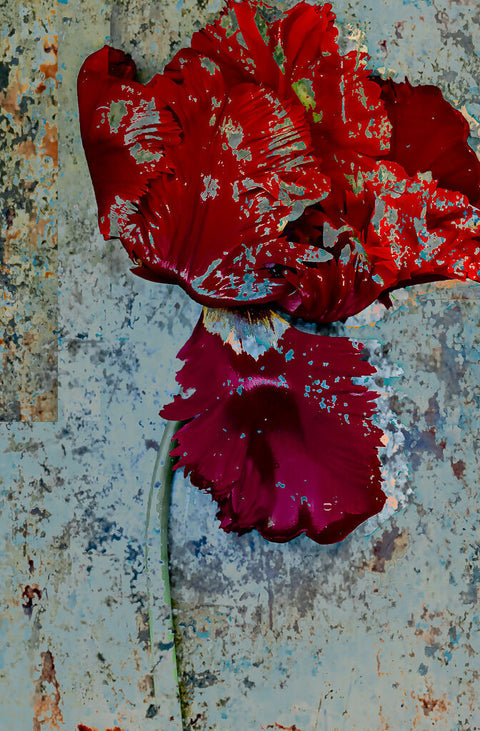 Rhapsody in Red