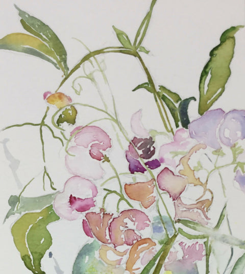 Summer - Sweetpea ‘Tickled Pink’