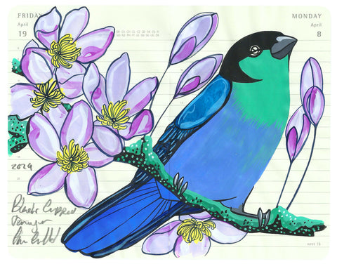 Little Black Capped Tanager