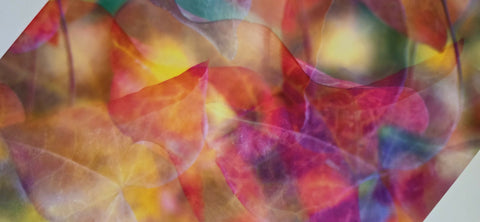 'Harlequin' - Cercis Canadensis Print