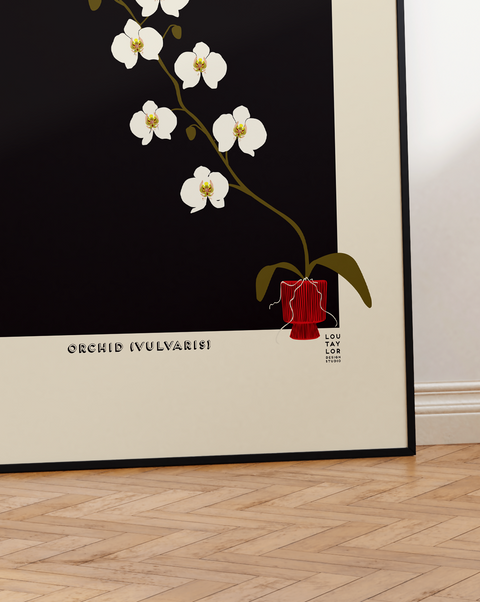Orchid Vulvaris