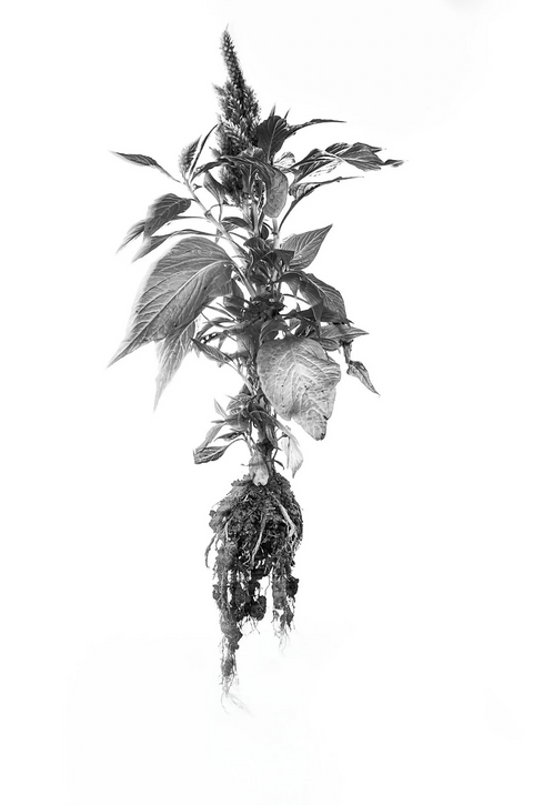 The Silence of Blossom and Root/ V1
