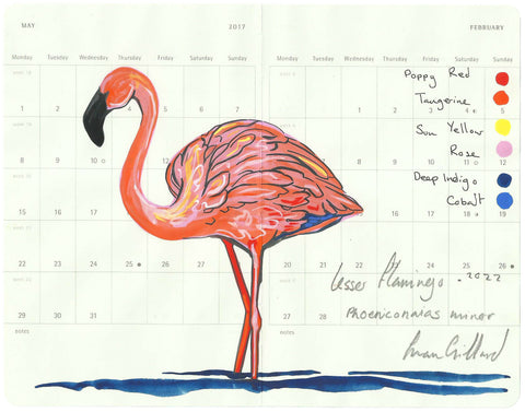 Lesser Flamingo