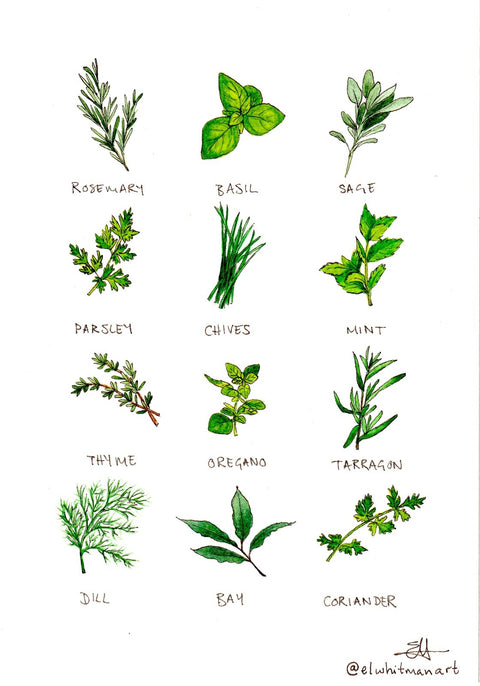 'Herbs' Watercolour Print