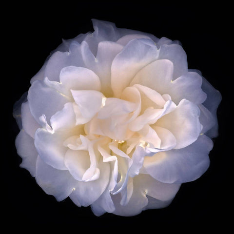 White Rose