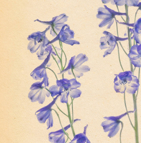 Delphiniums
