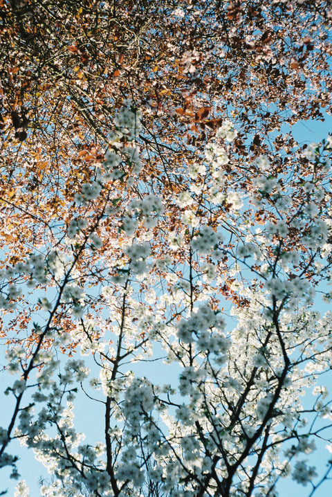 Spring 2021 #1