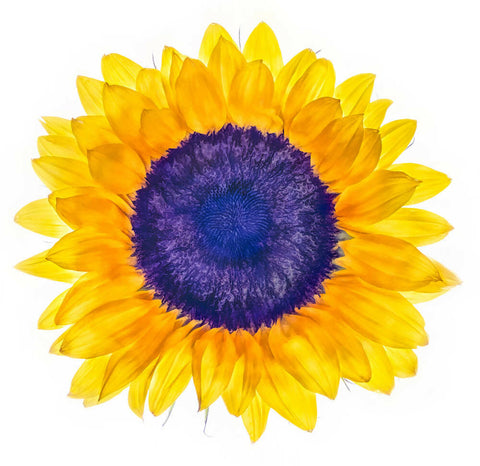 Turing's Sunflower - Giclée Print