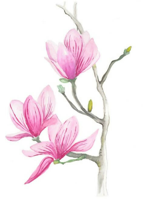 Magnolia Flowers Branch Watercolour Print